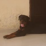 eLJefe