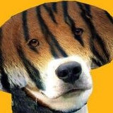 beagletiger