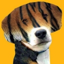 beagletiger